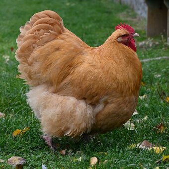 Kohouti orpingtonky - 5