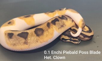 Krajta královská - 5