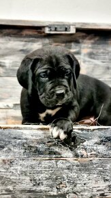 Cane Corso s PP FCI - 5