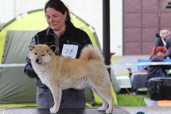 Shiba Inu s PP FCI - 5