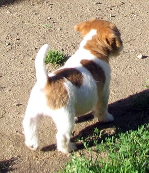 Jack Russell teriér– poslední fenka a 2 pejsci s PP k odběru - 5