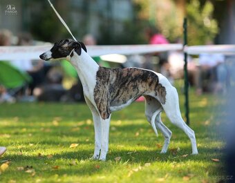 Chart angielski whippet FCI - 5