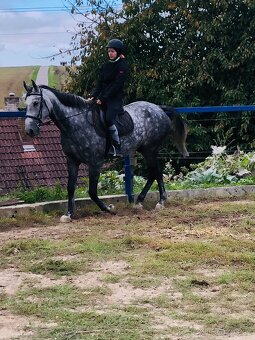 Slovensky teplokrvnik s pp - 5