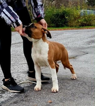 Americký stafordšírský teriér - 5