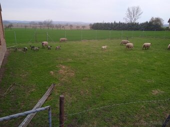 Prodám masná jehňata - 5