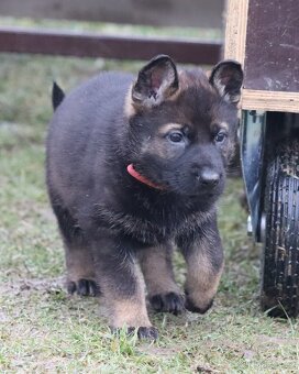 Německý ovčák s PP - 5