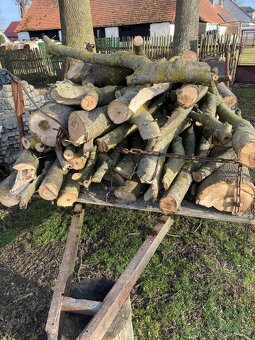 Ořech, ořešák - 5