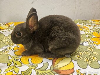 Zakrslý králíček - 5