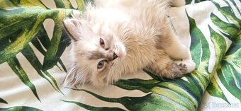 Ragdoll koťátka - 5