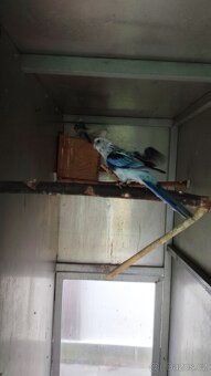 Rosela pestrá modrá na/ino - 5