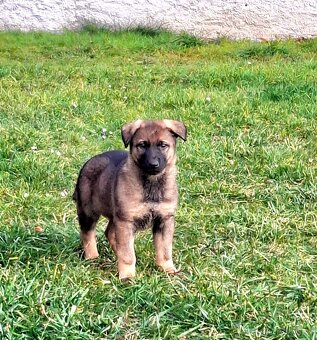 Štěňata Německý ovčák s PP - 5