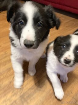 štěňata border kolie - 5