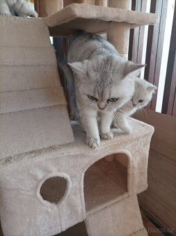 Luxusní koťátka Britské činčily - 5