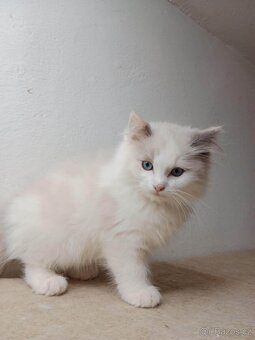 Ragdoll koťátka bez PP - 5