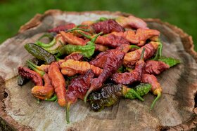 Chilli semena | Chilli papričky | Chilli semínka - 5