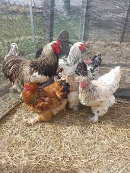 Brahmanky kohouti - 5