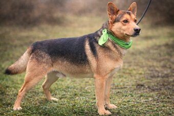 Dandy hledá domov - 5