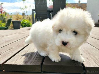 Coton de tulear s PP - 5