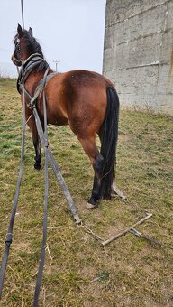 Pronájem pony kobylky 140cm - 5
