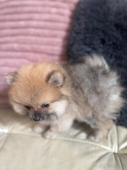 Pomeranian - 5