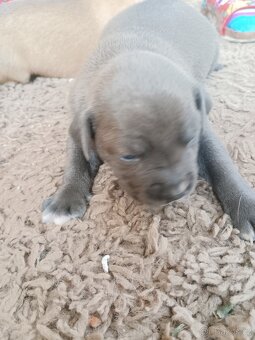 Amstaff - 5