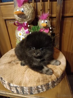 Pomeranian, PP - 5