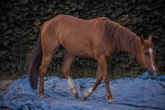 4letý American QH - 5