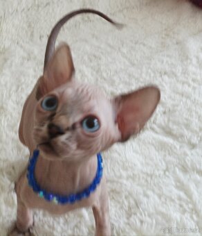 Kanadský sphynx - 5