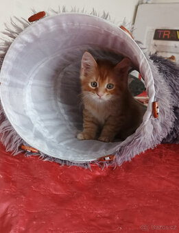 Mainská mývalí koťátka. - 5