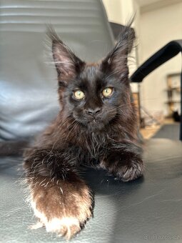 mainska mývalí s pp - 5