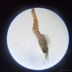 Kreveta Caridina Multidentata (Amano, Japonica) - 5