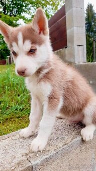 Sibirsky husky - 5