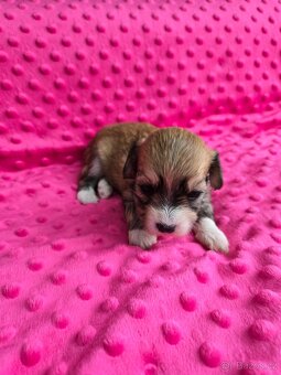 Havanský psík s PP - 5