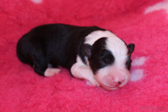 Border kolie s PP - 5