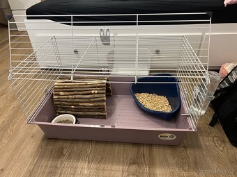 Králík zakrslý saténový + kompletní výbava - 5