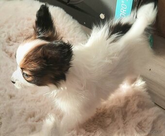 Papillon s PP-pejsek - 5