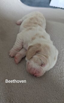 BASSET HOUND - 5