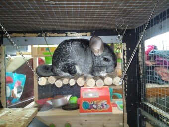 Daruji cincilu a zakrslého kralika - 5