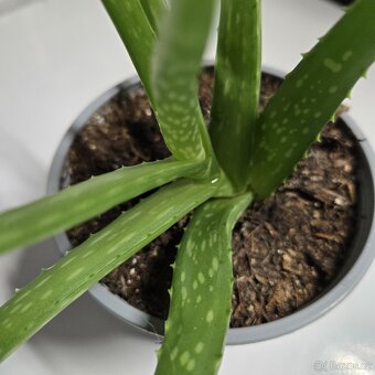 Aloe Vera sadičky - 5