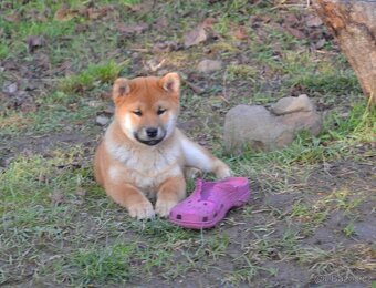 Shiba inu s PP - 5