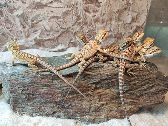 agama vousatá, terárium - 5