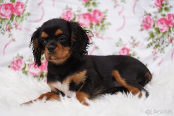 Kavalír king charles španěl - 5