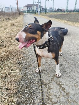 anglicky bulterier - 5