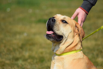boerboel ballotada - fena 11 měsíců - 5