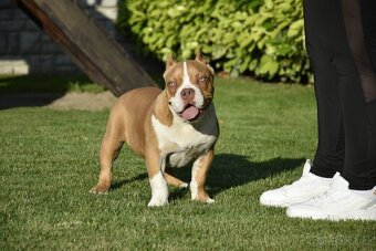 American bully s PP - 5