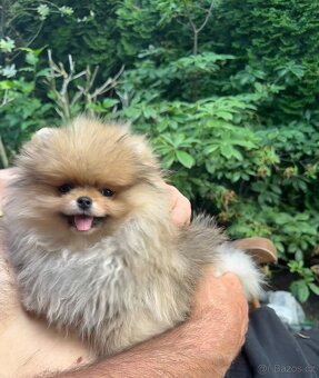 Fenka pomeranian s pp FCI - 5