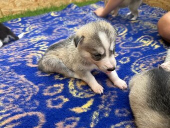 Štěňata Sibiřský Husky - 5