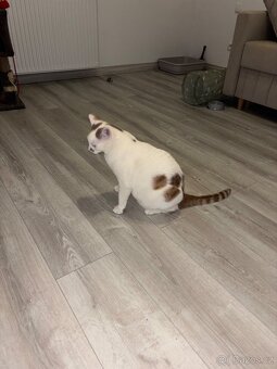 Koťata / Kocouři k adopci ihned k odběru - 5