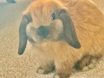 Králíček beránek včetně vybavení - 5