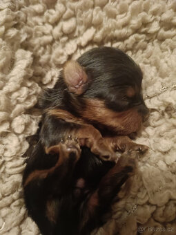 MICRO York Yorkšírský teriér XXXS Kluci si rezervují - 5